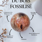 Bois fossilisé - Tranches