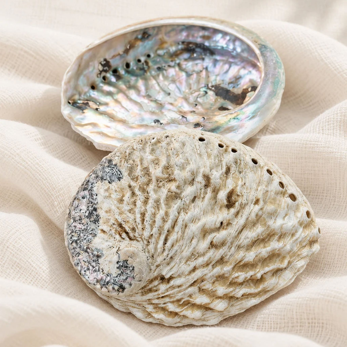 Coquille d'ormeau