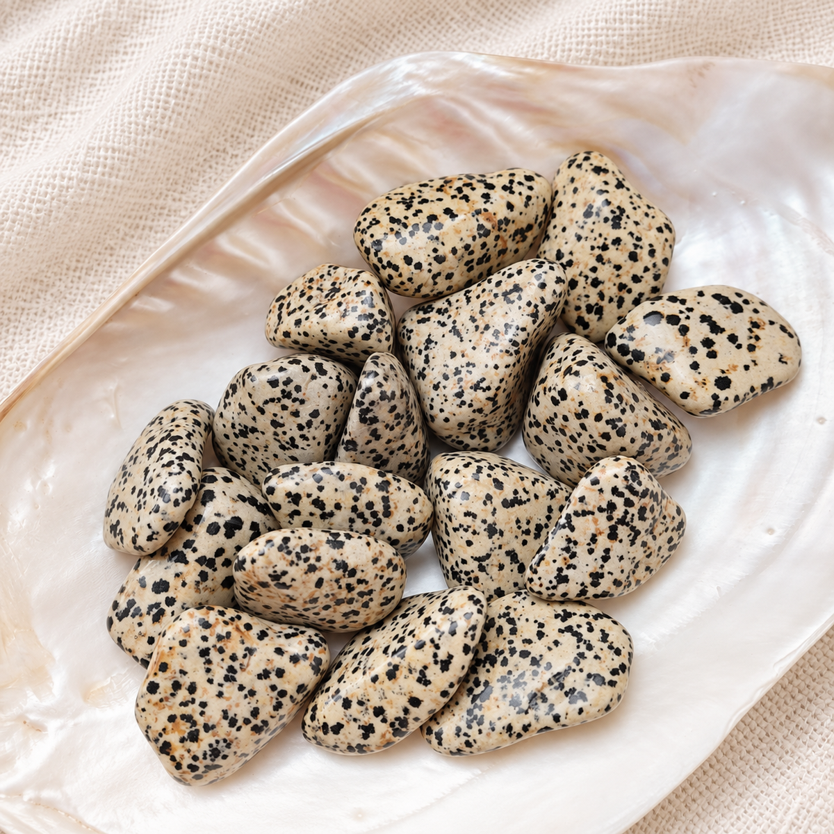 Jaspe dalmatien roulée