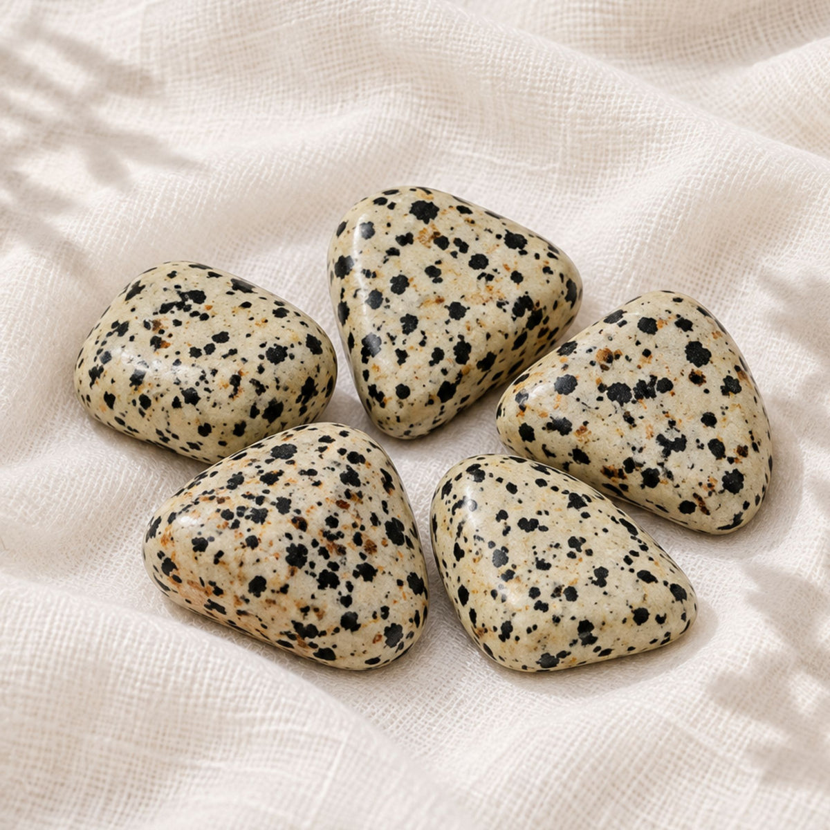 Jaspe dalmatien roulée
